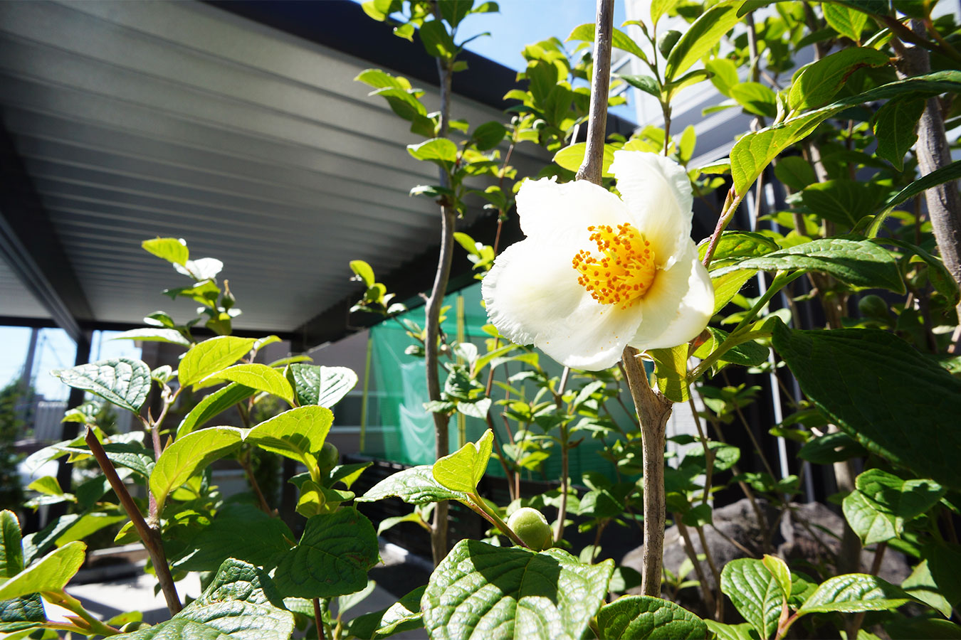 シャラ（ナツツバキ）の花