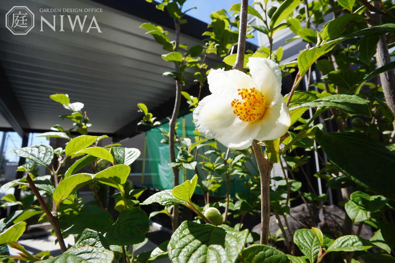 ナツツバキの花